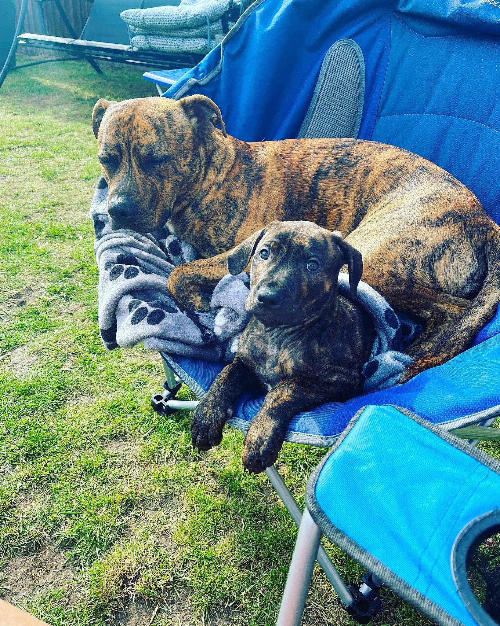 Hank is registered to the contest to win money with this photo: blue, canidae, carnivore, chair, comfort, companion_dog, dog, dog_breed, fawn, grass, guard_dog, gun_dog, liver, plant, snout, sporting_group, terrestrial_animal, treeing_tennessee_brindle, working_animal, working_dog