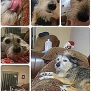 Harvey joined the competition — help win amazing prizes! dog, canine, pet, close_up, tongue, fur, indoor, couch, patterned_fabric, relaxed, curious, sleepy, paw, animal, companion, home, furniture, portrait, snout, whiskers