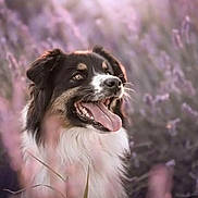 Ruby Love a rejoint le concours — aidez-le/la à gagner de superbes lots ! dog, happy, tongue_out, fluffy, outdoor, nature, flowers, purple, close_up, pet, canine, fur, animal, portrait, summer, sunlight, grass, smiling, cute, background_blur