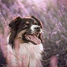 dog, happy, tongue_out, fluffy, outdoor, nature, flowers, purple, close_up, pet, canine, fur, animal, portrait, summer, sunlight, grass, smiling, cute, background_blur
