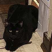 Midnight Blu Thunder is registered to the contest to win money with this photo: animal, black_cat, box, cat, curious, dark_fur, ears, feline, floor, indoor, looking, paws, pet, quiet, resting, still, tile_floor, whiskers, wood, yellow_eyes