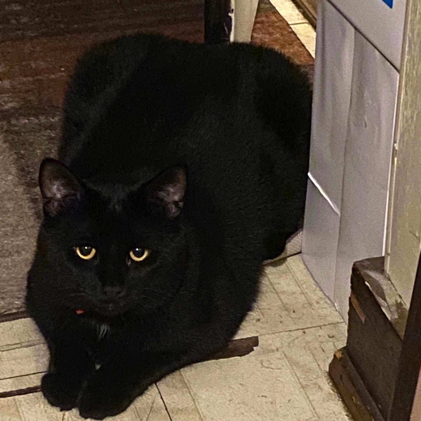 Midnight Blu Thunder is registered to the contest to win money with this photo: animal, black_cat, box, cat, curious, dark_fur, ears, feline, floor, indoor, looking, paws, pet, quiet, resting, still, tile_floor, whiskers, wood, yellow_eyes