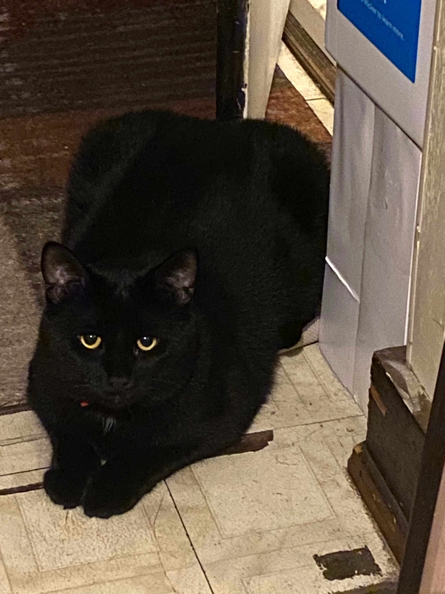 Midnight Blu Thunder is registered to the contest to win money with this photo: animal, black_cat, box, cat, curious, dark_fur, ears, feline, floor, indoor, looking, paws, pet, quiet, resting, still, tile_floor, whiskers, wood, yellow_eyes