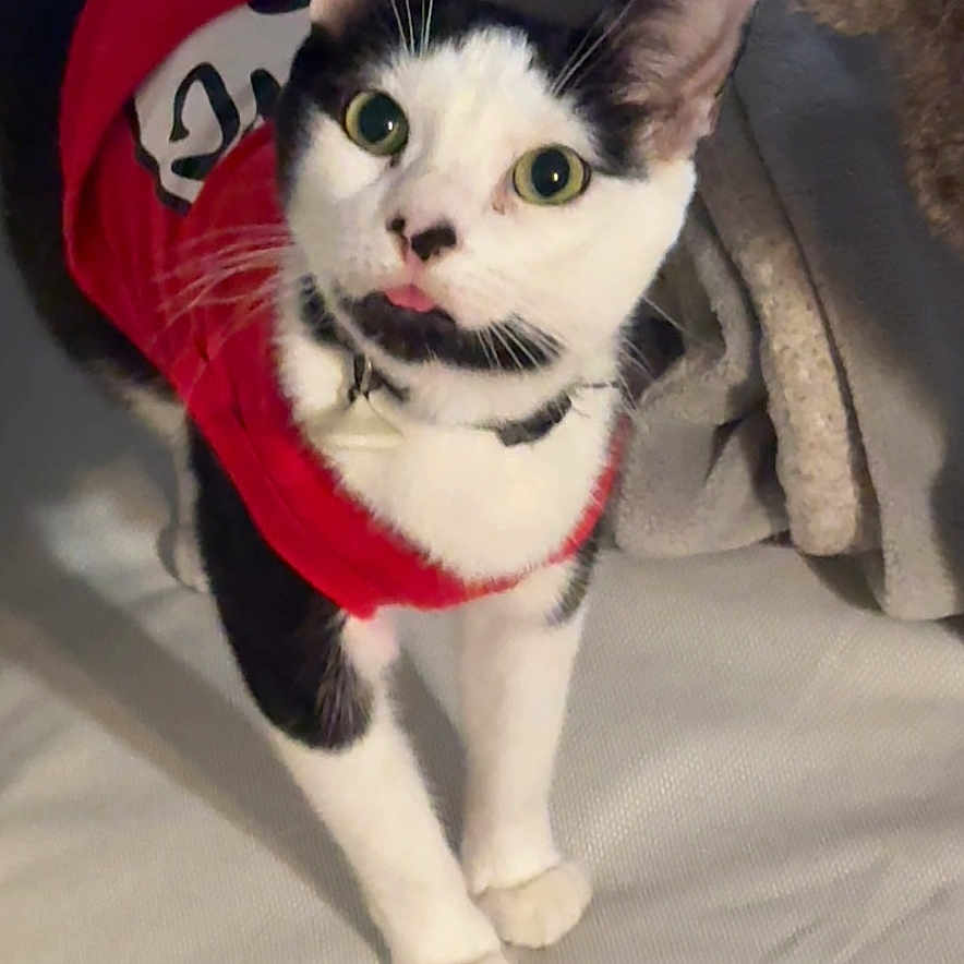 Oreo joined the competition — help win amazing prizes! abyssinian, accessories, animal, blanket, cat, clothing, cushion, face, furniture, head, homedecor, hoodie, indoors, kitten, manx, person, pet, photography, portrait, strap