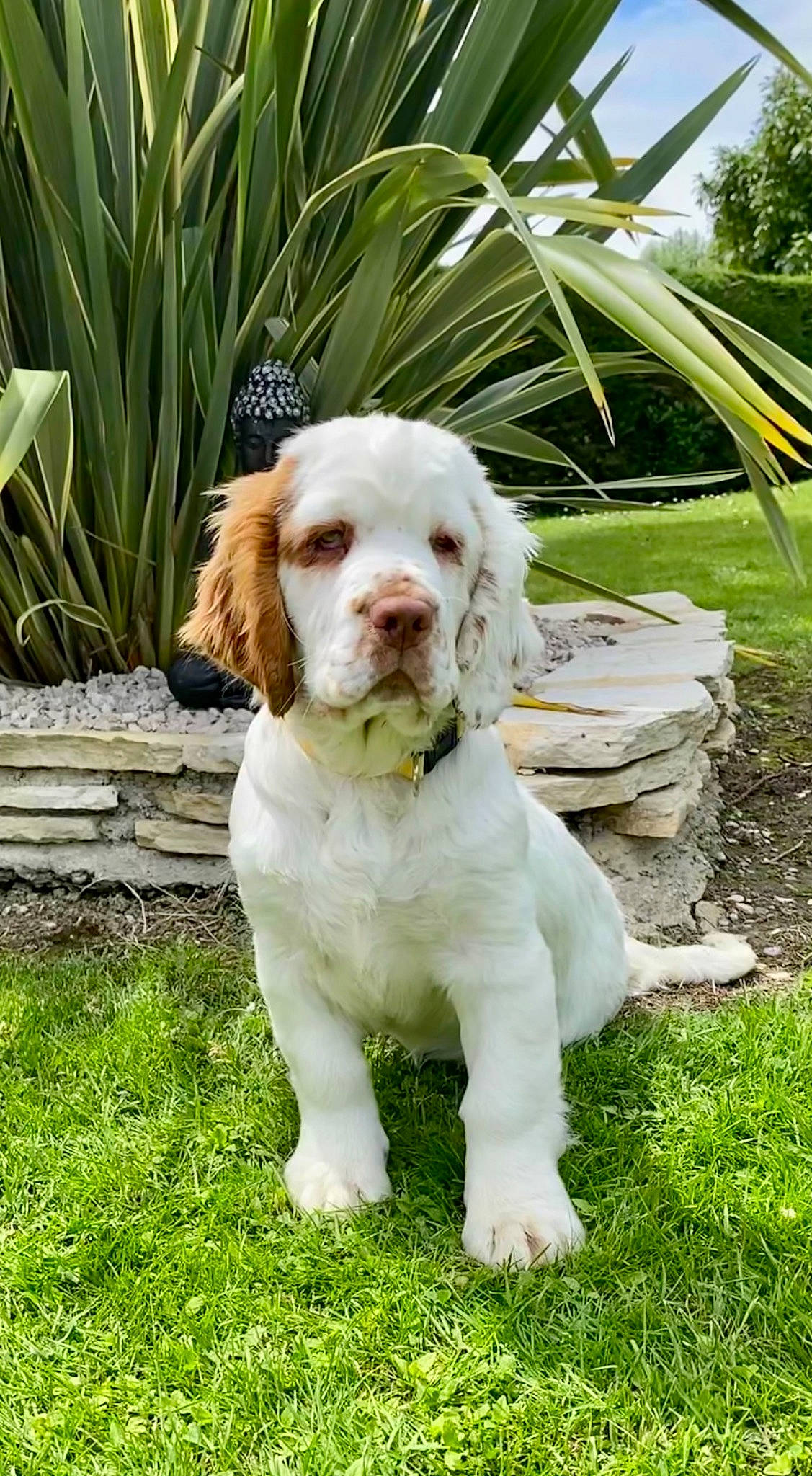 Hope a rejoint le concours — aidez-le/la à gagner de superbes lots ! canidae, carnivore, chair, clumber_spaniel, companion_dog, dog, dog_breed, dog_collar, grass, gun_dog, liver, perennial_plant, plant, spaniel, sporting_group, toy_dog, tree, working_animal