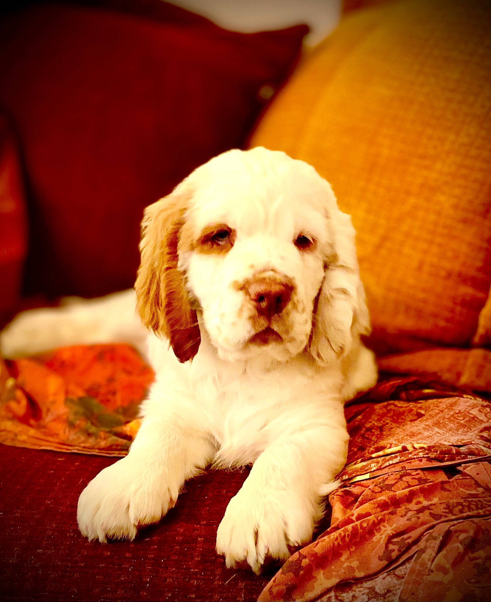 Hope participe au concours pour gagner de l'argent avec cette photo : bored, carnivore, comfort, companion_dog, dog, dog_breed, fawn, fur, labradoodle, liver, puppy_love, snout, spaniel, sporting_group, tennis_ball, terrestrial_animal, toy_dog, whiskers, wood, working_animal