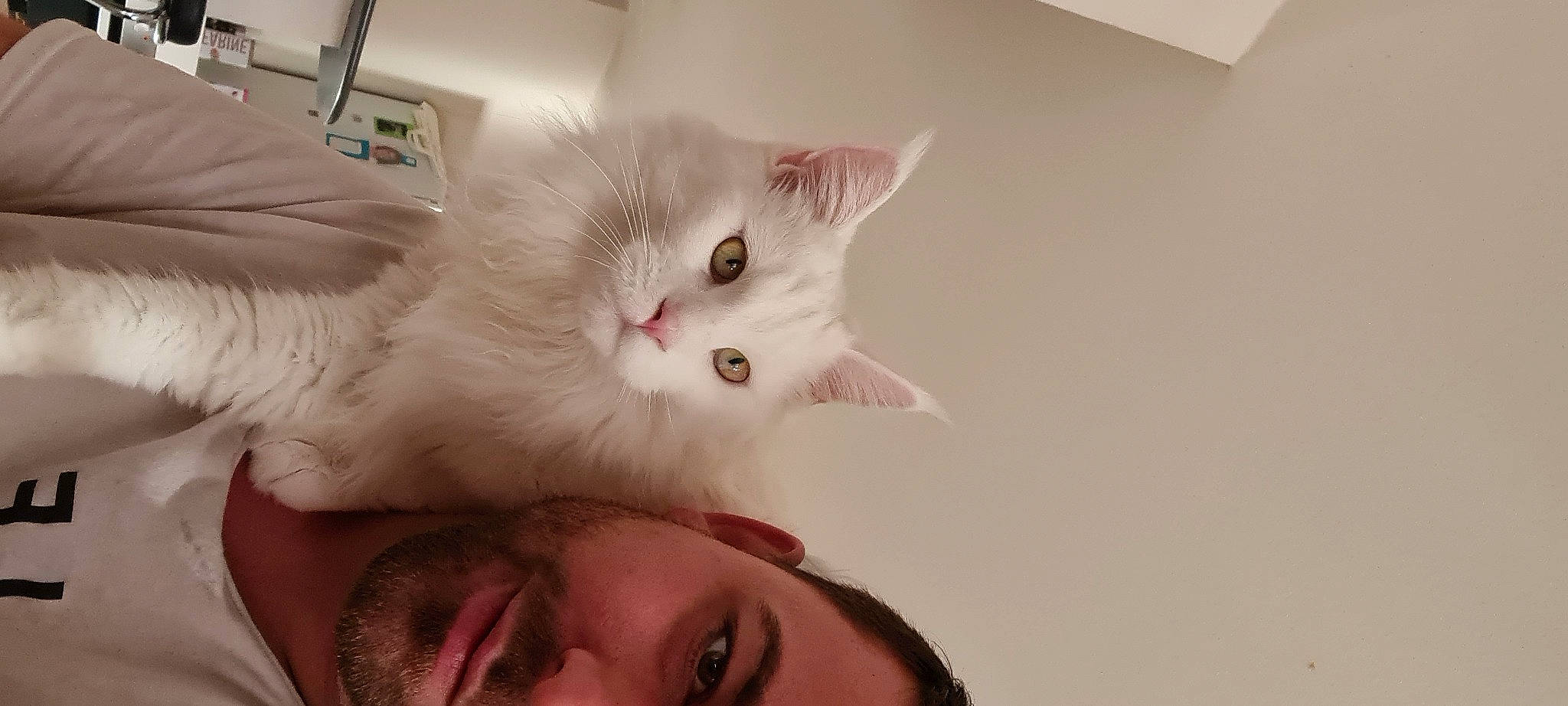 Pixel participe au concours pour gagner de l'argent avec cette photo : carnivore, cat, claw, comfort, domestic_short_haired_cat, ear, eyelash, fawn, felidae, fur, gesture, happy, iris, jaw, nose, paw, small_to_medium_sized_cats, smile, snout, whiskers