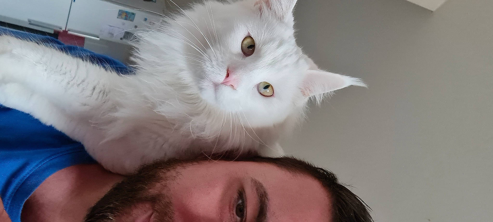 Pixel participe au concours pour gagner de l'argent avec cette photo : carnivore, cat, claw, comfort, ear, eyelash, fawn, felidae, flash_photography, fur, gesture, happy, iris, nose, paw, small_to_medium_sized_cats, smile, snout, whiskers, white