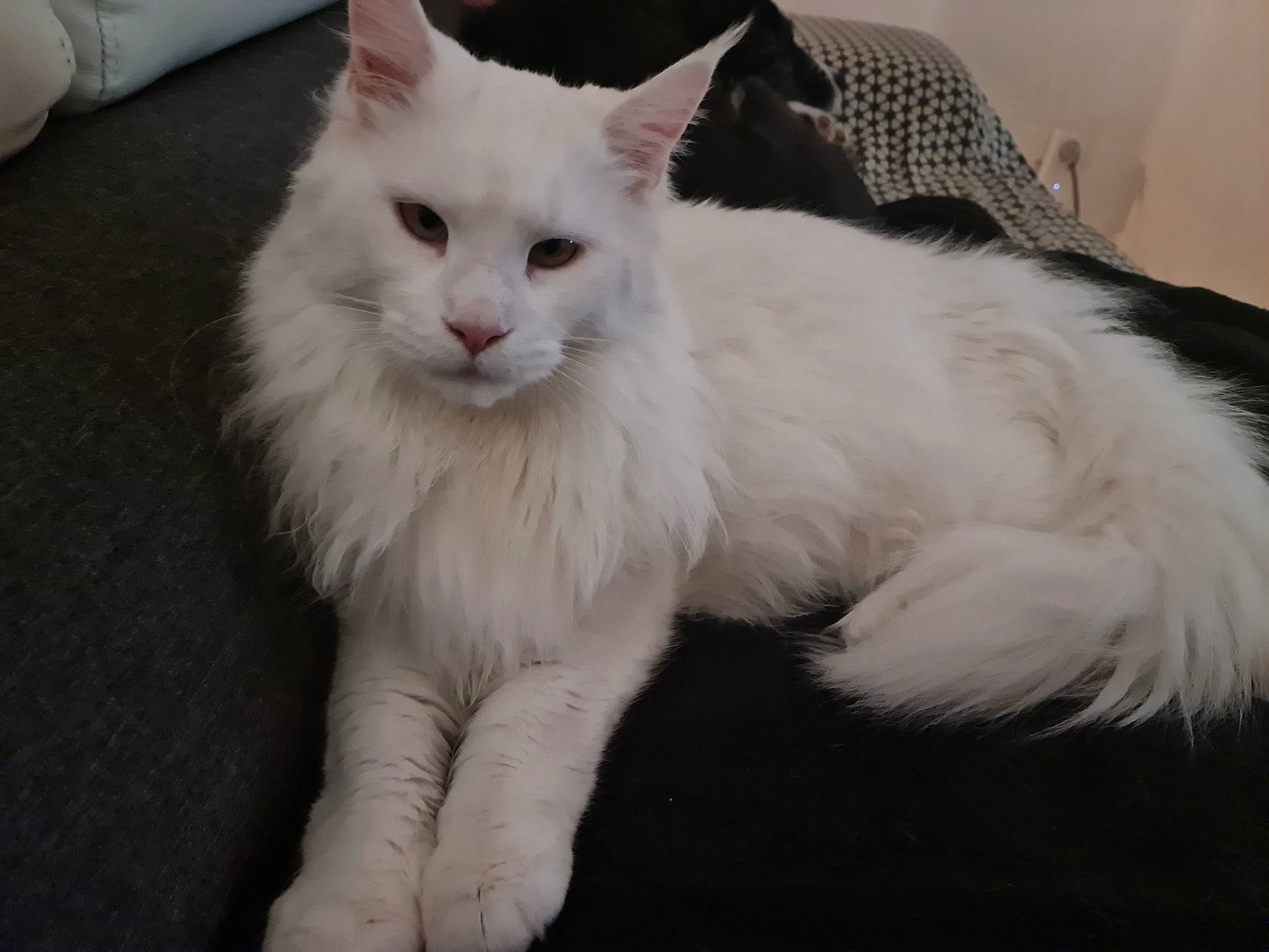 Pixel a rejoint le concours — aidez-le/la à gagner de superbes lots ! carnivore, cat, claw, comfort, felidae, fur, paw, small_to_medium_sized_cats, snout, tail, whiskers, white