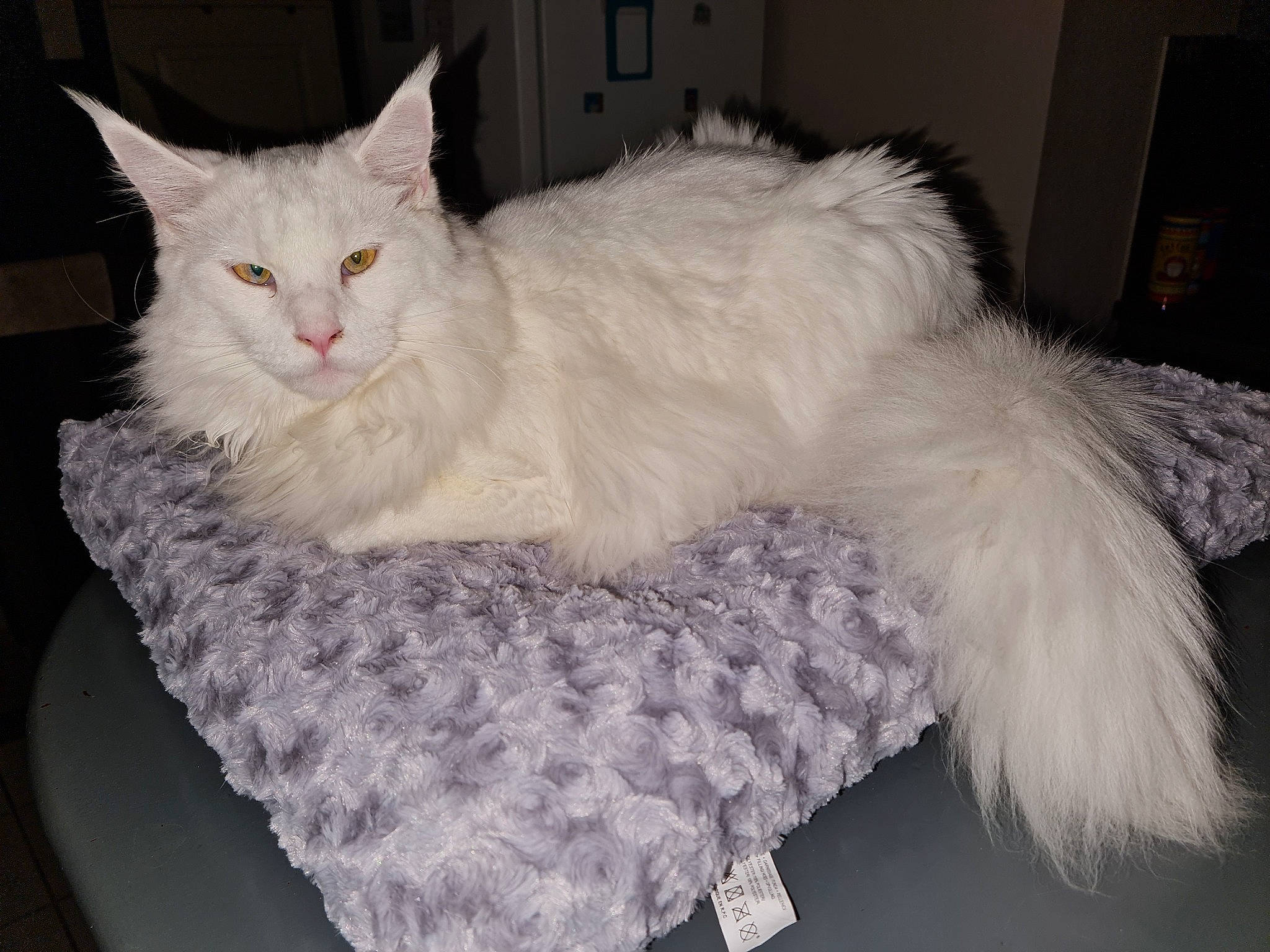 Pixel a rejoint le concours — aidez-le/la à gagner de superbes lots ! bed, carnivore, cat, cat_bed, cat_supply, claw, comfort, domestic_short_haired_cat, eye, fashion_accessory, felidae, fur, nap, paw, ragdoll, small_to_medium_sized_cats, snout, tail, whiskers