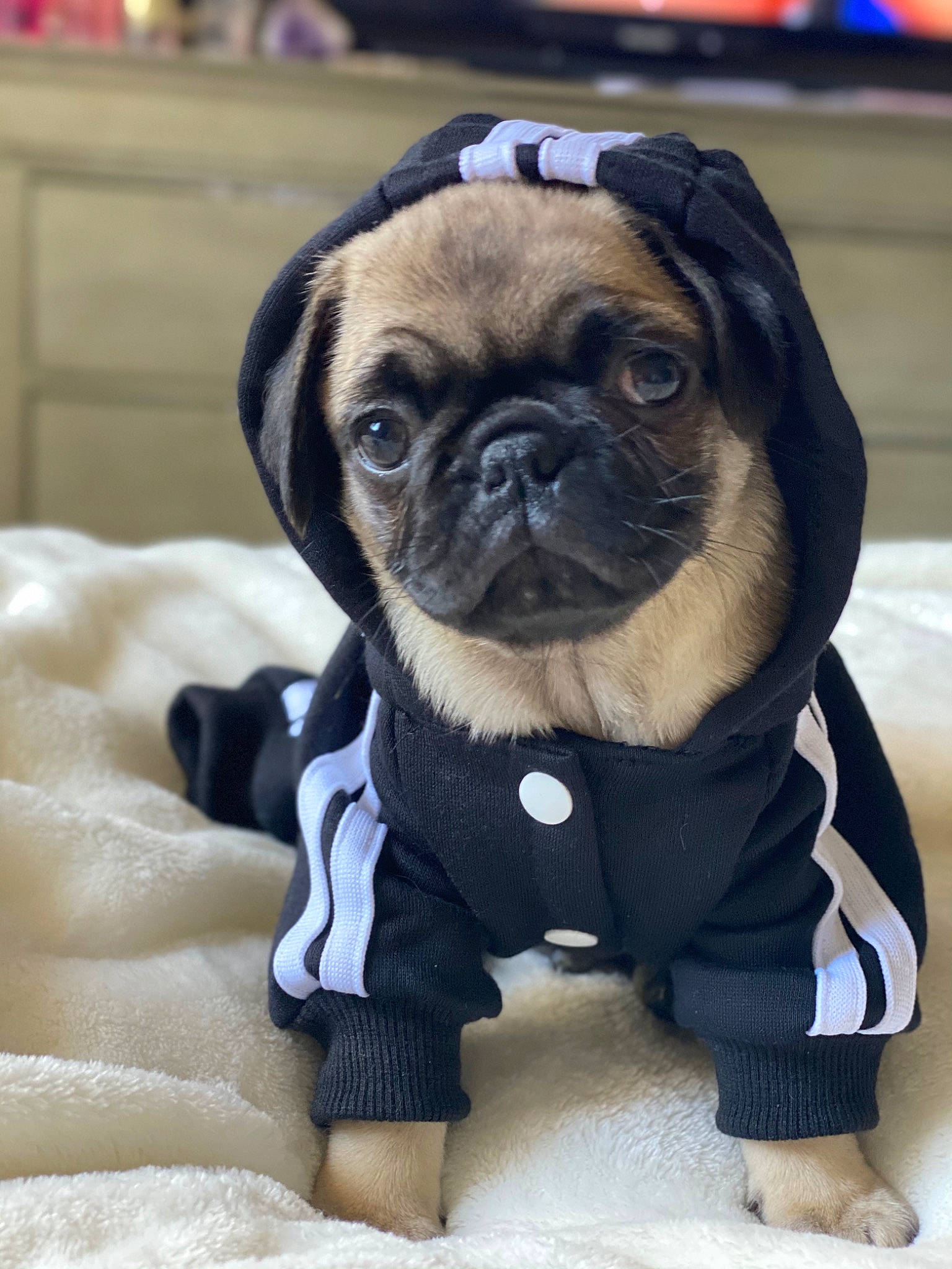 Gucci is registered to the contest to win money with this photo: bed, cabinetry, canidae, carnivore, collar, companion_dog, dog, dog_breed, dog_supply, fawn, linens, mammal, pet_supply, pug, puppy, snout, sporting_group, toy_dog, working_animal, wrinkle