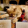 animal, background, bottle, cat, cat_tree, cozy, domestic_animal, fur, furniture, household, indoor, nap, orange_cat, pet, relaxing, resting, sleeping, table, vape_device, window