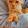 animal, blanket, blue_blanket, cat, close_up, cozy, cute, feline, fluffy, fur, indoor, orange_cat, paws, pet, portrait, relaxed, resting, soft_texture, tufted_ears, whiskers