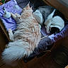 animal, bed, black_and_white_cat, cat, cozy, domestic, feather_toy, floor, fur, indoor, orange_cat, pet, purple, quiet, relaxing, resting, sleeping, sunlight, tile, window