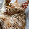 animal, bed, blanket, cat, closeup, cozy, cute, domestic_animal, ear, fluffy, fur, indoor, orange_cat, paw, pet, portrait, relaxing, resting, sleeping, whiskers