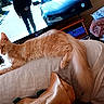 blanket, car_on_tv, cat, couch, floor_fan, fluffy, furniture, home_interior, household_items, indoor, living_room, orange_cat, person_on_tv, pet, relaxed, resting, television, television_screen, tile_floor, wooden_cabinet