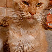 Vanille participe au concours pour gagner de l'argent avec cette photo : cat, orange_tabby, feline, pet, indoor, sink, kitchen, fur, whiskers, ears, face, animal, cute, portrait, expression, domestic, furry, sitting, closeup, judgmental