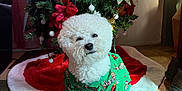 Barklee is registered to the contest to win money with this photo: carpet, christmas, christmas_decorations, christmas_tree, curly_fur, cute, decor, dog, festive, fur, green_bow, holiday, holiday_sweater, indoor, paws, pet, red_flowers, small_dog, sunlight, white_dog