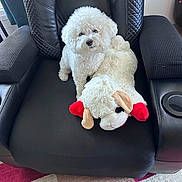 Barklee joined the competition — help win amazing prizes! animal, black_leather, carpet, chair, comfort, cozy, cuddly, cute, dog, fur, home, indoor, pet, plush_toy, red, relaxed, sitting, stuffed_animal, toy, white_dog