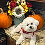 Barklee joined the competition — help win amazing prizes! autumn, bandana, cabinet, curly_fur, cute, decor, dog, flowers, indoor, kitchen_countertop, marble_countertop, orange, pet, pumpkin, red_flower, small_dog, sunflower, tile_backplash, vase, white_dog