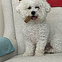 Barklee is registered to the contest to win money with this photo: animal, bichon_frise, chair, chew_treat, close_up, cozy, curly_fur, cushion, cute, dog, domestic_animal, fluffy, furniture, indoor, pet, playful, red_cushion, sitting, tongue_out, white_dog