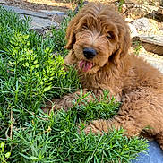 Nacho joined the competition — help win amazing prizes! dog, puppy, golden_doodle, fluffy, outdoor, greenery, plants, tongue_out, happy, nature, sunlight, animal, pet, grass, relaxing, cute, fur, canine, young_dog, laying_down