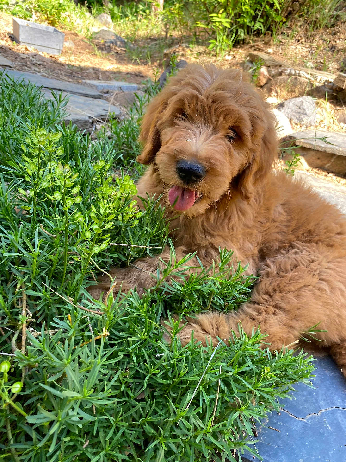Nacho joined the competition — help win amazing prizes! dog, puppy, golden_doodle, fluffy, outdoor, greenery, plants, tongue_out, happy, nature, sunlight, animal, pet, grass, relaxing, cute, fur, canine, young_dog, laying_down
