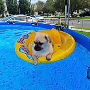 Remy is registered to the contest to win money with this photo: dog, pug, puppy, pool, swimming_pool, inflatable_float, yellow_float, water, outdoor, summer, backyard, residential_neighborhood, fence, cars, houses, trees, blue_water, pet, floating, funny