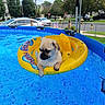 dog, pug, puppy, pool, swimming_pool, inflatable_float, yellow_float, water, outdoor, summer, backyard, residential_neighborhood, fence, cars, houses, trees, blue_water, pet, floating, funny