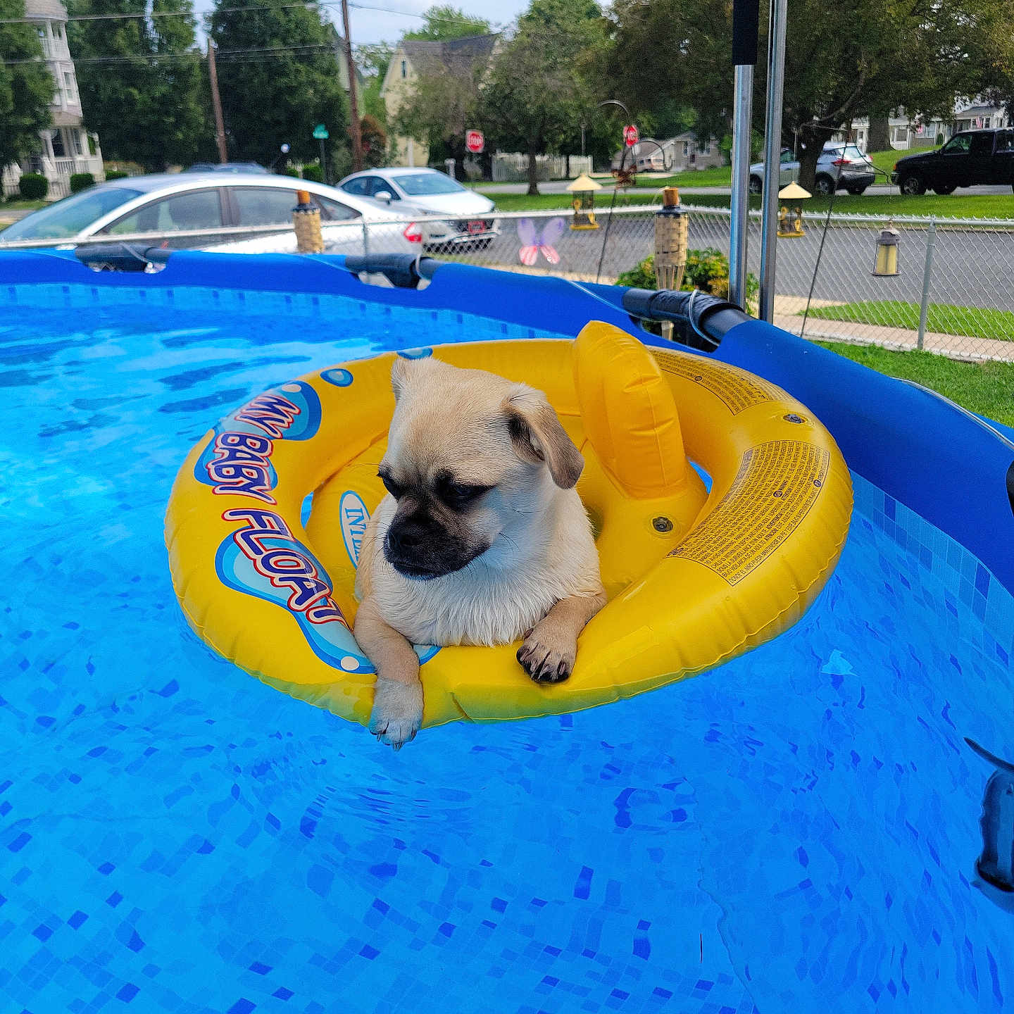 Remy is registered to the contest to win money with this photo: dog, pug, puppy, pool, swimming_pool, inflatable_float, yellow_float, water, outdoor, summer, backyard, residential_neighborhood, fence, cars, houses, trees, blue_water, pet, floating, funny