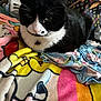 Finnegan Proudfoot is registered to the contest to win money with this photo: cat, tuxedo_cat, pet, blanket, colorful, purse, designer_bag, whiskers, close_up, indoor, resting, fur, black_and_white, cute, eyes, nose, cozy, fabric, bed, patterned