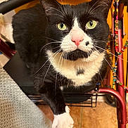 Finnegan Proudfoot joined the competition — help win amazing prizes! cat, tuxedo_cat, pet, feline, whiskers, green_eyes, pink_nose, paw, closeup, portrait, indoor, chair, walker, beads, orange_wall, tile_floor, black_and_white, curious, sitting, paw_on_lap