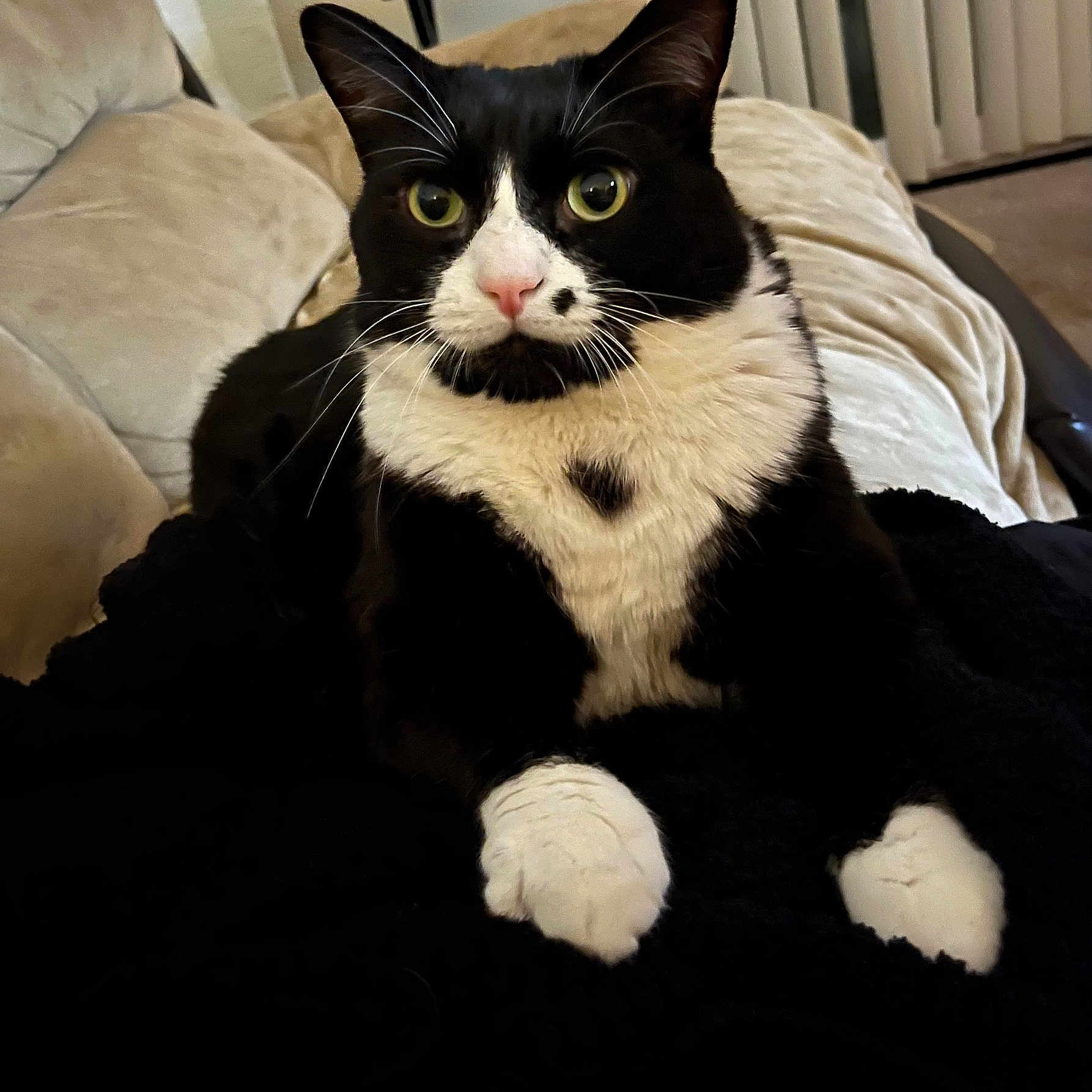Finnegan Proudfoot joined the competition — help win amazing prizes! black_and_white, blanket, cat, close_up, couch, cozy, cute, fur, furniture, green_eyes, heart_marking, indoor, living_room, paws, pet, portrait, relaxed, sitting, tuxedo_cat, whiskers