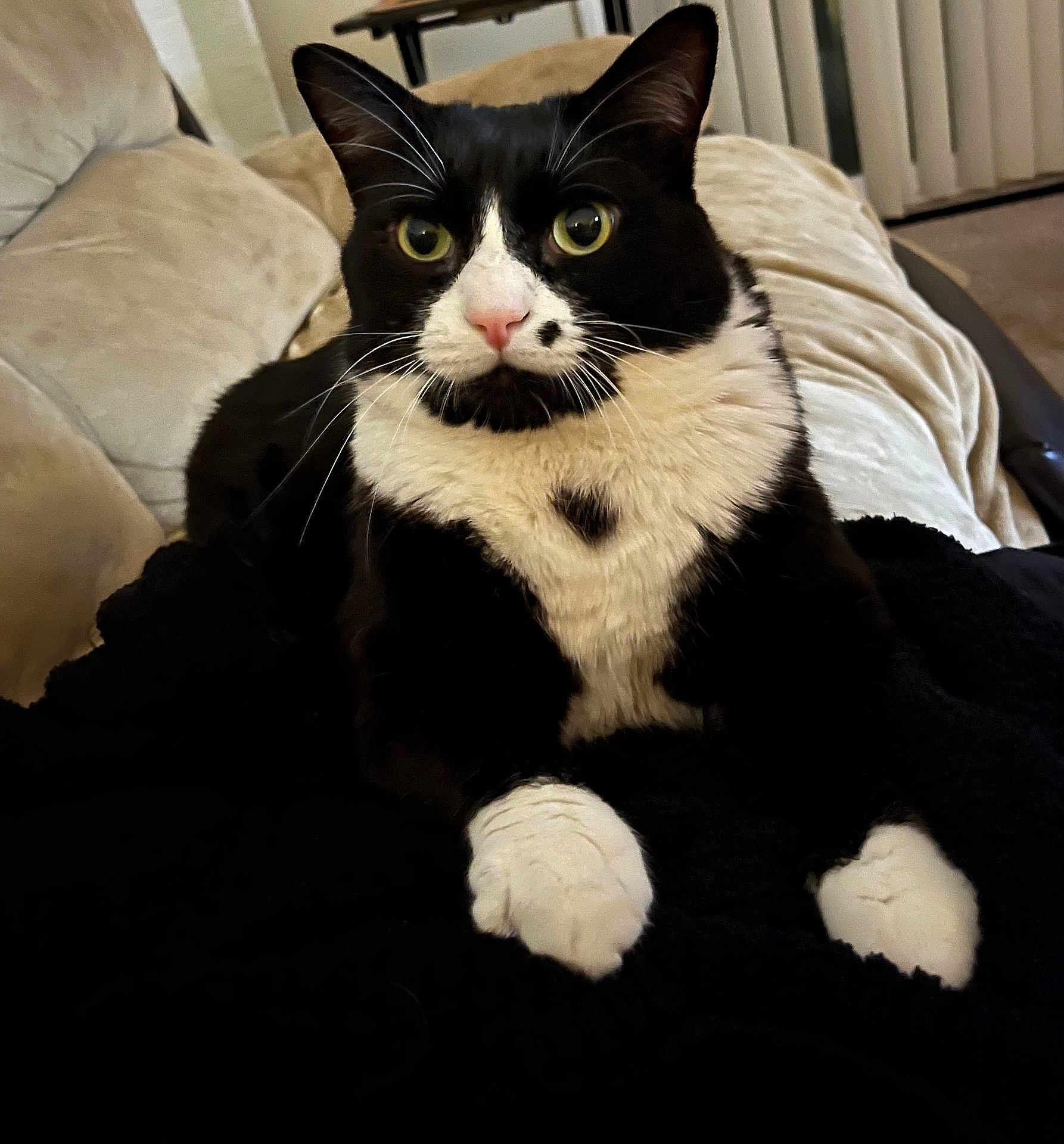 Finnegan Proudfoot joined the competition — help win amazing prizes! cat, tuxedo_cat, pet, indoor, couch, blanket, whiskers, paws, green_eyes, heart_marking, black_and_white, portrait, fur, cute, relaxed, sitting, close_up, furniture, living_room, cozy