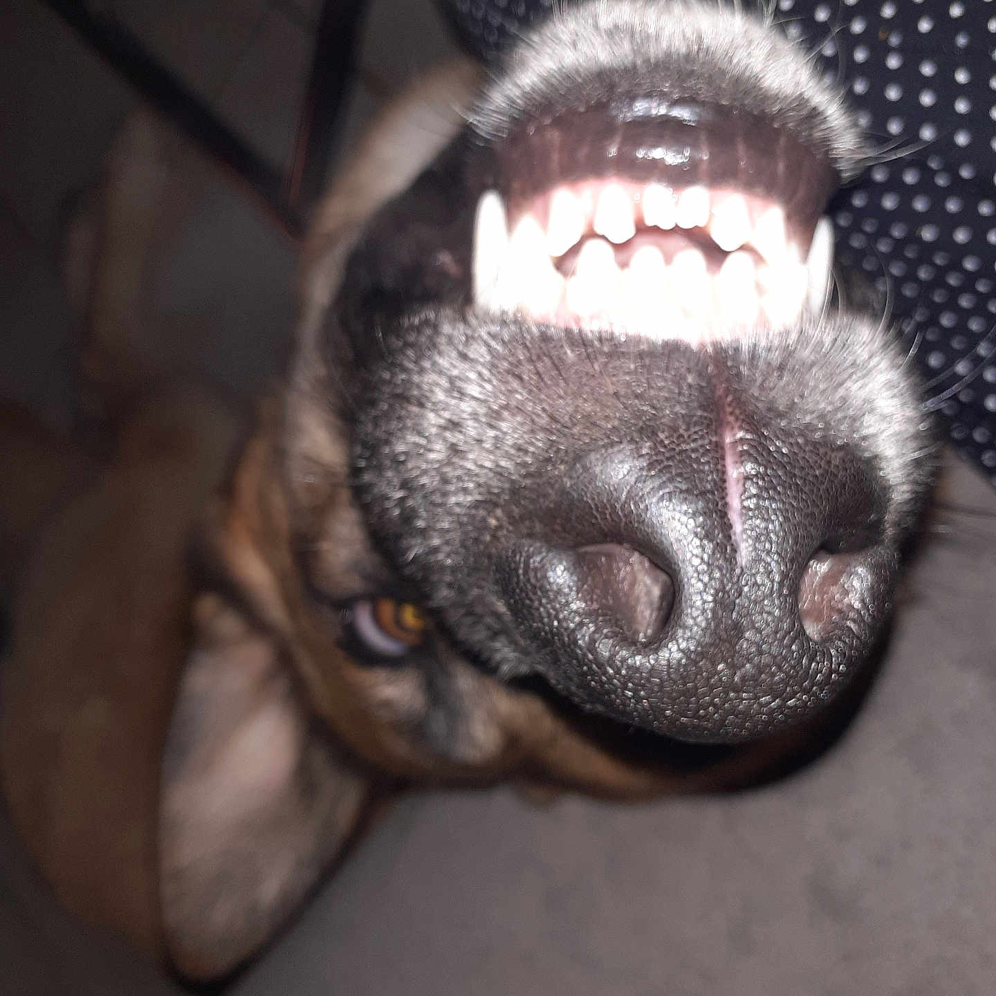 Django participe au concours pour gagner de l'argent avec cette photo : animal, beagle, bodypart, boxer, bulldog, canine, cat, dog, hound, husky, labradorretriever, mouth, person, pet, pitbull, policedog, puppy, snout, teeth, tongue