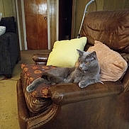 Mr.moke joined the competition — help win amazing prizes! cat, grey_cat, leather_chair, cushions, yellow_cushion, brown_cushion, living_room, wood_paneling, door, carpet, furniture, pet, indoor, cozy, relaxed, resting, animal, paw, ears, fur