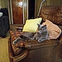 cat, grey_cat, leather_chair, cushions, yellow_cushion, brown_cushion, living_room, wood_paneling, door, carpet, furniture, pet, indoor, cozy, relaxed, resting, animal, paw, ears, fur