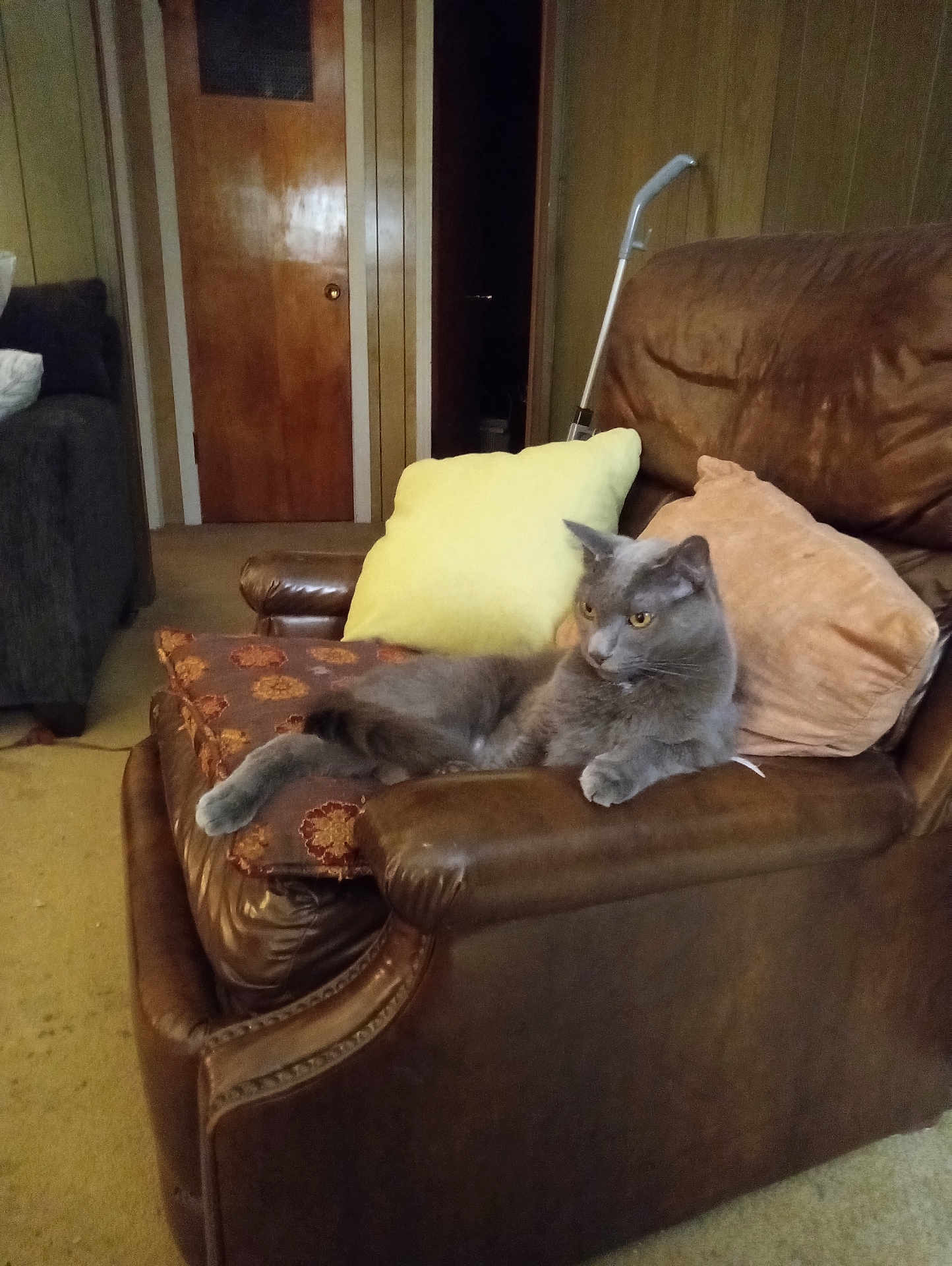 Mr.moke joined the competition — help win amazing prizes! cat, grey_cat, leather_chair, cushions, yellow_cushion, brown_cushion, living_room, wood_paneling, door, carpet, furniture, pet, indoor, cozy, relaxed, resting, animal, paw, ears, fur