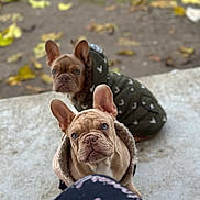 Mayo is registered to the contest to win money with this photo: french_bulldog, dog, puppy, pet, animal, outdoor, fall, autumn, leaves, jacket, clothing, concrete, cute, portrait, young, ears, fur, looking, sitting, companion