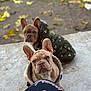 animal, autumn, clothing, companion, concrete, cute, dog, ears, fall, french_bulldog, fur, jacket, leaves, looking, outdoor, pet, portrait, puppy, sitting, young