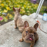 Estrella joined the competition — help win amazing prizes! animal, blurred_background, brown_fur, concrete, curious, cute, dog, ears, face, fall_leaves, french_bulldog, garden, outdoor, pet, playful, puppy, sitting, tongue_out, two_dogs, young