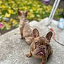 animal, blurred_background, brown_fur, concrete, curious, cute, dog, ears, face, fall_leaves, french_bulldog, garden, outdoor, pet, playful, puppy, sitting, tongue_out, two_dogs, young