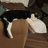 Monkey joined the competition — help win amazing prizes! cat, black_and_white_cat, couch, living_room, pillow, lamp, fan, wood_floor, relaxing, nap, pet, domestic_animal, furniture, cozy, indoor, sleeping, resting, household_item, brown_couch, soft_fabric