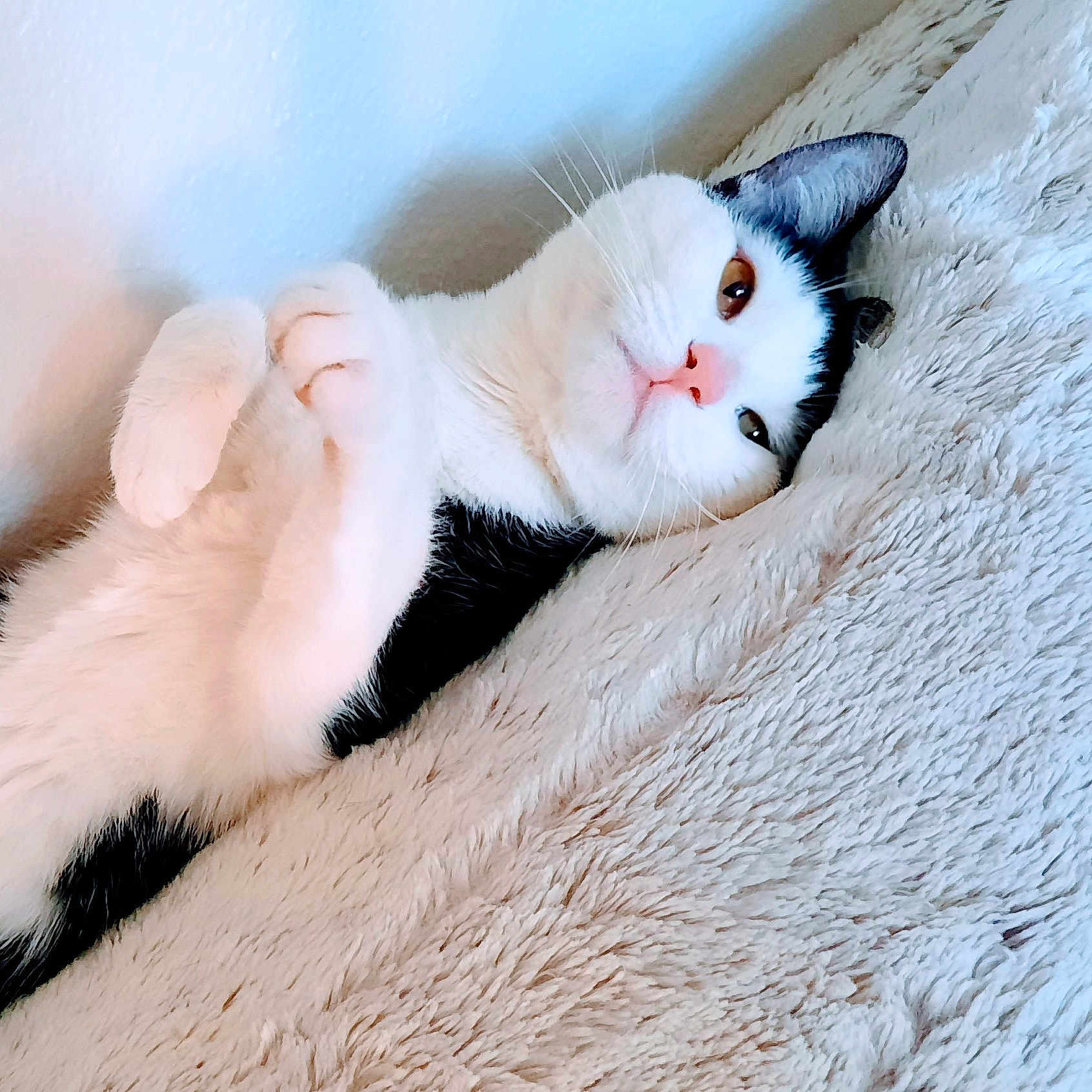 Monkey is registered to the contest to win money with this photo: cat, black_and_white, lying_down, fluffy_surface, paws, relaxed, indoor, pet, feline, whiskers, ears, cute, fur, resting, cozy, soft_texture, bed, animal, domestic, portrait
