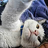 Monkey joined the competition — help win amazing prizes! cat, white_cat, black_spots, close_up, paw, whiskers, collar, blue_collar, pet, curious, golden_eyes, pink_nose, fur, indoor, cozy, fabric, stretching, cute, animal, mammal