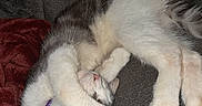 Chevy is registered to the contest to win money with this photo: cat, sleeping, paws, couch, blanket, plush_toy, cozy, indoor, pet, fur, relaxed, cute, animal, resting, purple_collar, whiskers, nap, soft, comfort, domestic