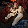 Chevy joined the competition — help win amazing prizes! cat, sleeping, blanket, red_blanket, couch, indoor, pet, fur, relaxing, cozy, paw, animal, home, rest, tabby, white_paws, feline, soft_texture, comfort, human
