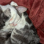 Chevy is registered to the contest to win money with this photo: cat, sleeping, cozy, paw, fur, blanket, red_blanket, tabby, pet, resting, cute, whiskers, indoor, closeup, animal, feline, soft, relaxed, domestic_cat, nap