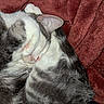 cat, sleeping, cozy, paw, fur, blanket, red_blanket, tabby, pet, resting, cute, whiskers, indoor, closeup, animal, feline, soft, relaxed, domestic_cat, nap
