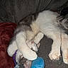 Chevy joined the competition — help win amazing prizes! animal, blanket, cat, couch, cozy, cute, domestic_animal, feline, fur, gray, indoor, paws, pet, plush_toy, purple_collar, relaxed, resting, sleeping, soft, white
